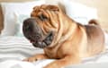 Shar Pei - fawn