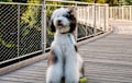 Sheepadoodle - black and white