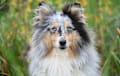 Sheltie Shetland Sheepdog - merle