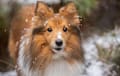 Sheltie Shetland Sheepdog - Red