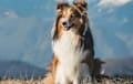 Sheltie Shetland Sheepdog - Red
