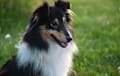 Sheltie Shetland Sheepdog - tricolor