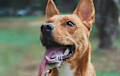 German Pit Bull