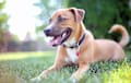 German Pit Bull