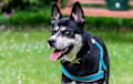 Shepsky - Black and fawn
