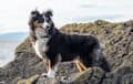 Sheltie Shetland Sheepdog - tricolor