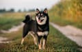 Shiba Inu - Black