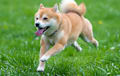 Shiba Inu - Red