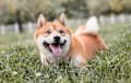 Shiba Inu - Red