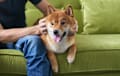 Shiba Inu - Red