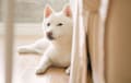 Shiba Inu - White