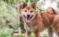 Shiba Inu - Red