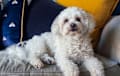 Shih Poo