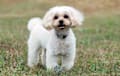 Shih Poo