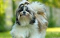 Shih Tzu - black gold and white