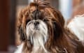 Shih Tzu - Liver, chocolate, and white