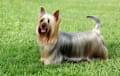 Silky Terrier - silver and tan