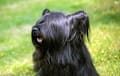 Skye Terrier - black