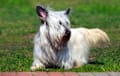 Skye Terrier - fawn
