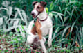Smooth Fox Terrier - White and tan