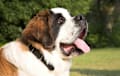 St Bernard - white and tan
