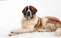 St Bernard - white and tan