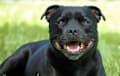 staffordshire bull terri - black
