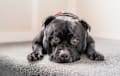 staffordshire bull terri - black