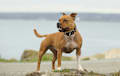 staffordshire bull terri - brown