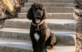 Standard Poodle - black