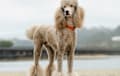 Standard Poodle - silver beige