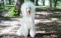 Standard Poodle - White