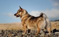 Red sable