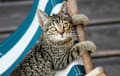 tabby - brown