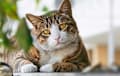 tabby - brown