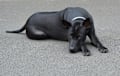 Thai Ridgeback - black