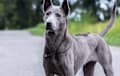Thai Ridgeback - blue