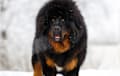 Tibetan Mastiff - black and tan