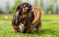 Tibetan Spaniel - Brindle