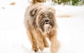 Tibetan Terrier - Golden