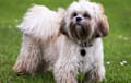Tibetan Terrier - White