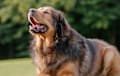 Tibetan Mastiff - Red gold sable