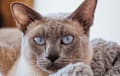 Tonkinese - blue