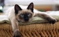 Tonkinese - sealpoint