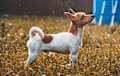 Toy Fox Terrier - red