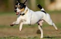 Toy Fox Terrier - Black