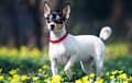 Toy Fox Terrier - Black