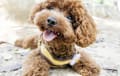 Toy or Teacup Poodle - brown