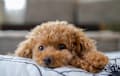 Toy or Teacup Poodle - brown