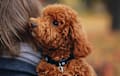 Toy or Teacup Poodle - red